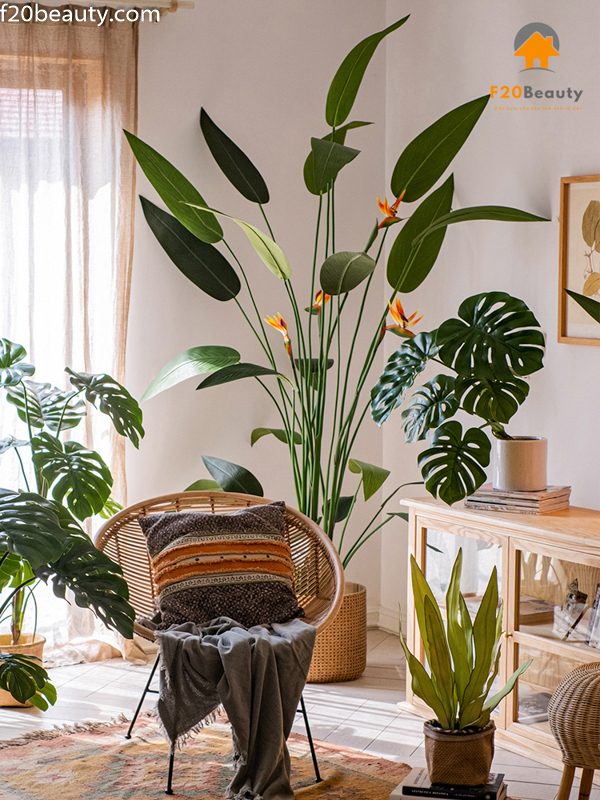 Cây thiên điểu Tropical giả