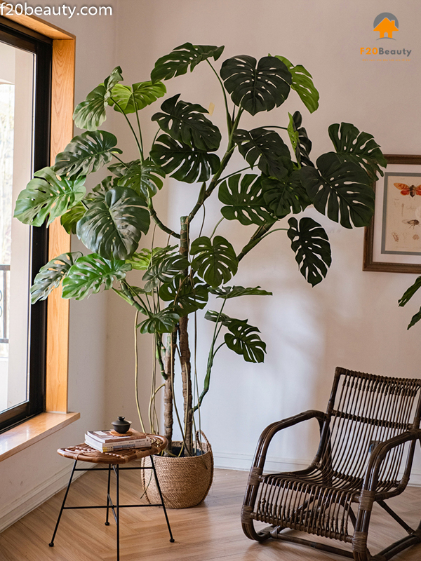 Cây trầu bà Monstera khổng lồ