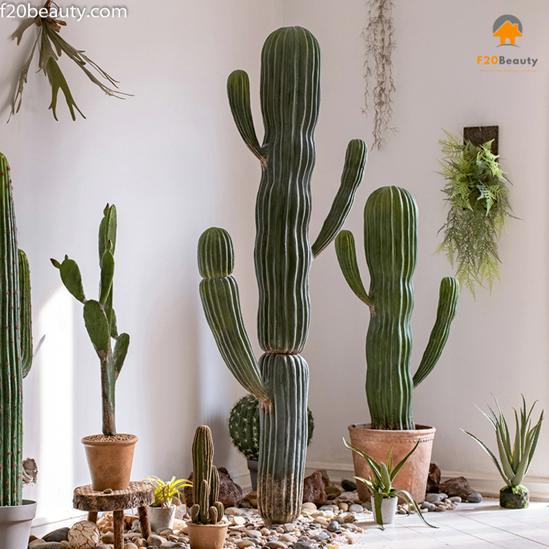 Cây xương rồng Saguaro giả