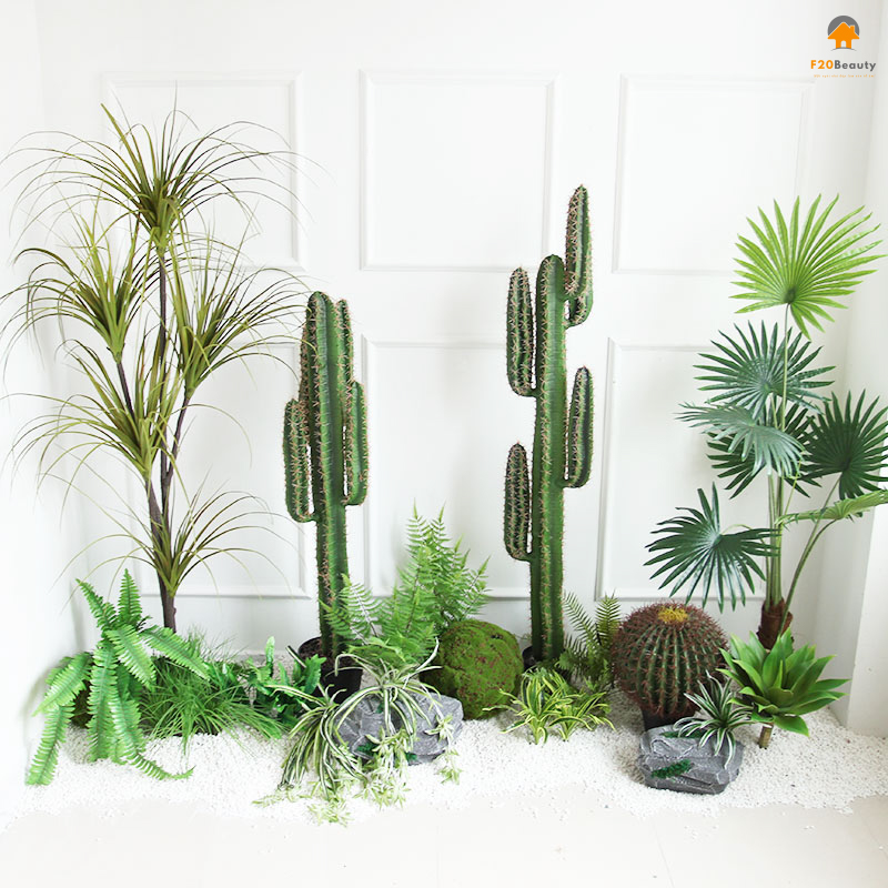 Cây tiểu cảnh xương rồng núi nhiệt đới giả