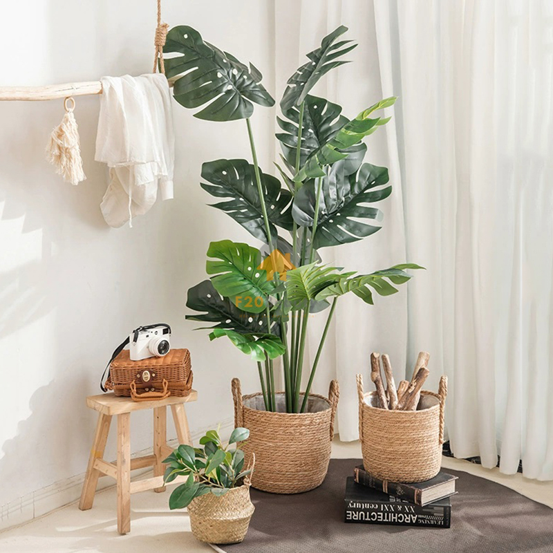Cây Monstera lá xẻ giả cao 180 cm