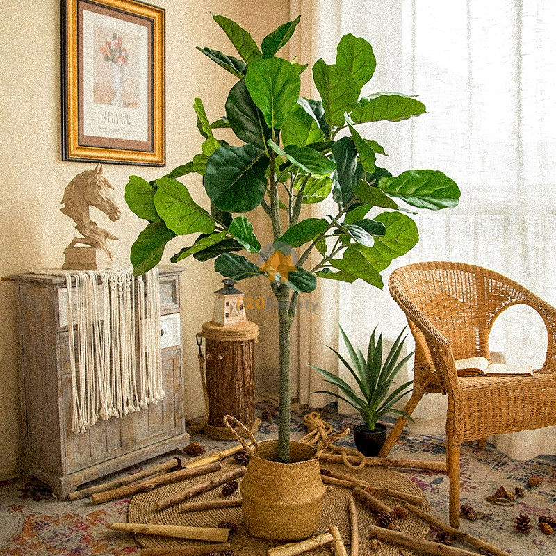 Cây bàng Singapore giả dáng đẹp, lá to trang trí góc căn hộ Studio