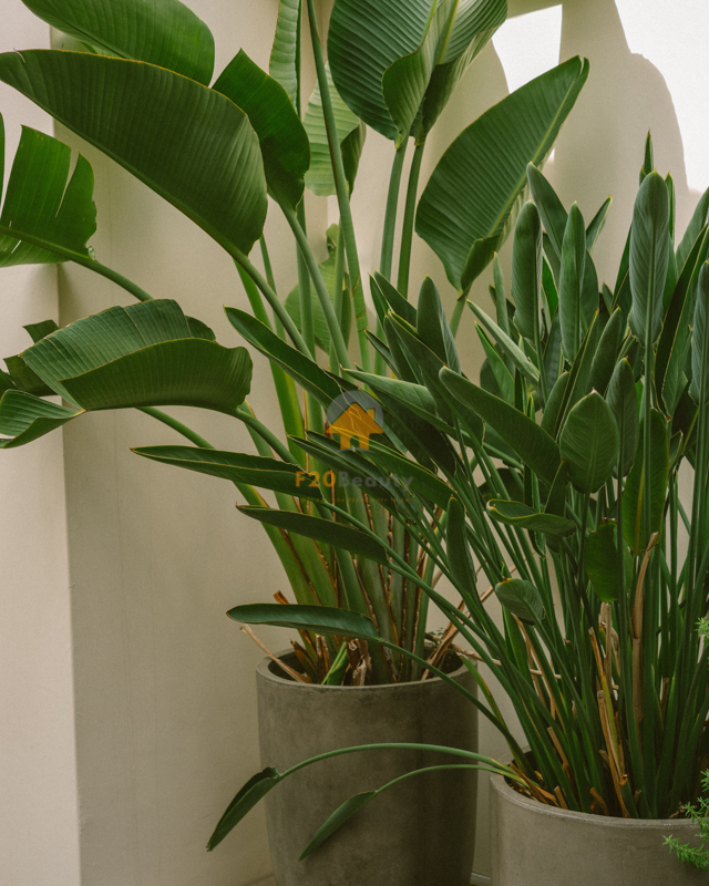 Cây thiên điểu với màu sắc xanh thu hút và mát mẻ