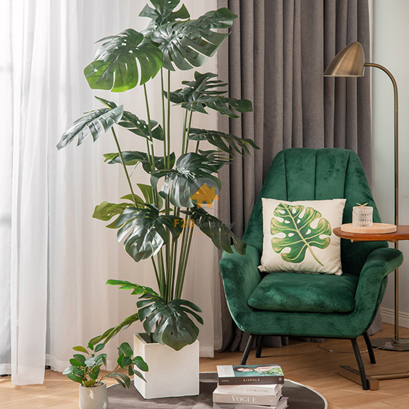 Cây Monstera trầu bà lá xẻ cao 180 cm trang trí phòng khách