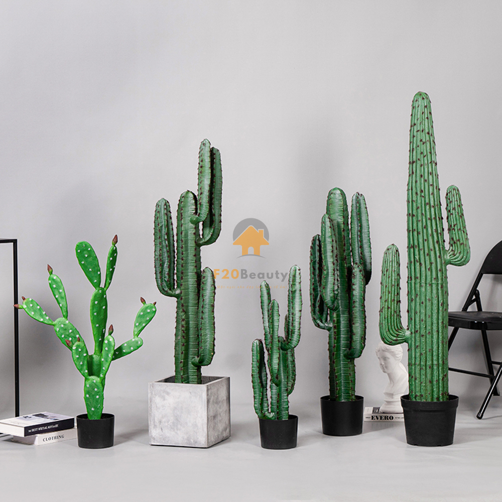 Các loại cây xương rồng thường được dùng trang trí tiểu cảnh