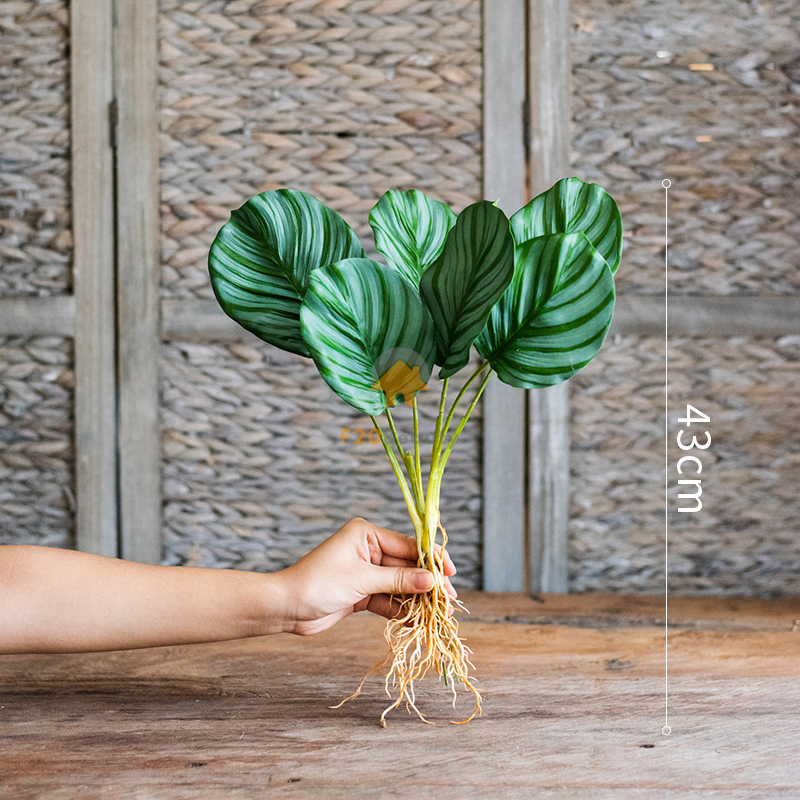 Cây đuôi công giả - có giá 170k