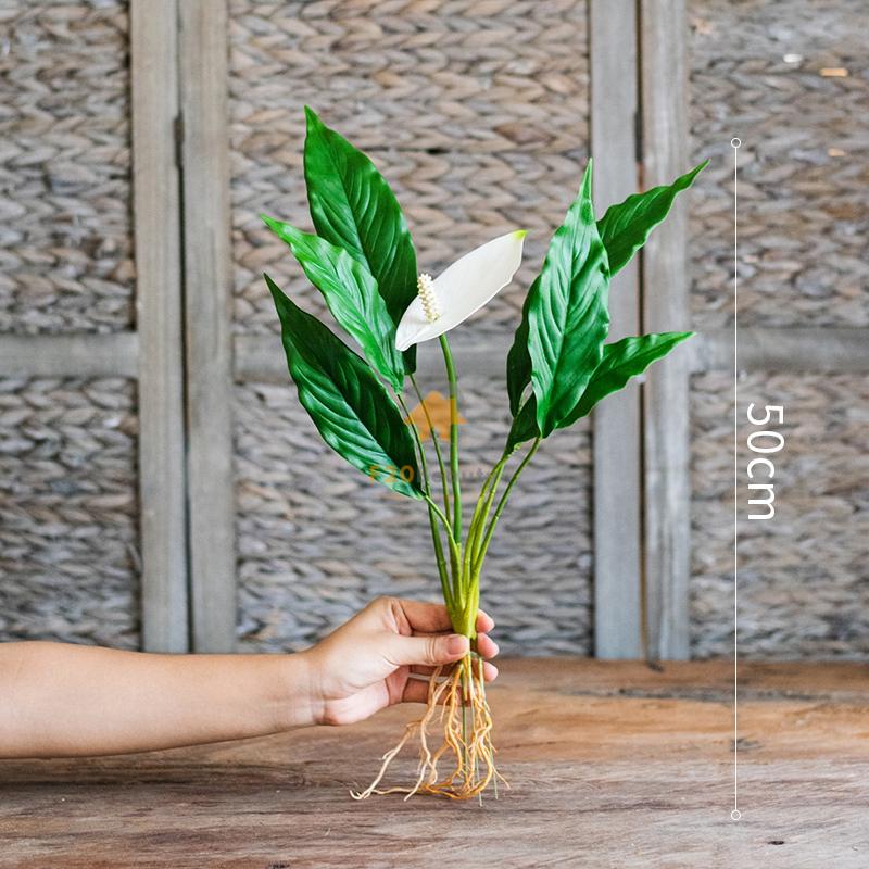 Cây lan ý giả -  có giá 150k