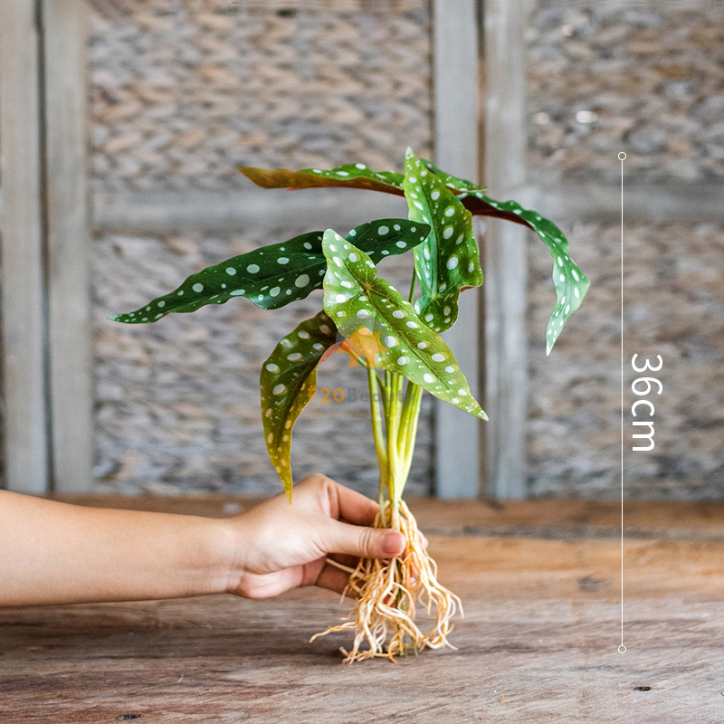 Cây mắt nấm giả -  có giá 220K