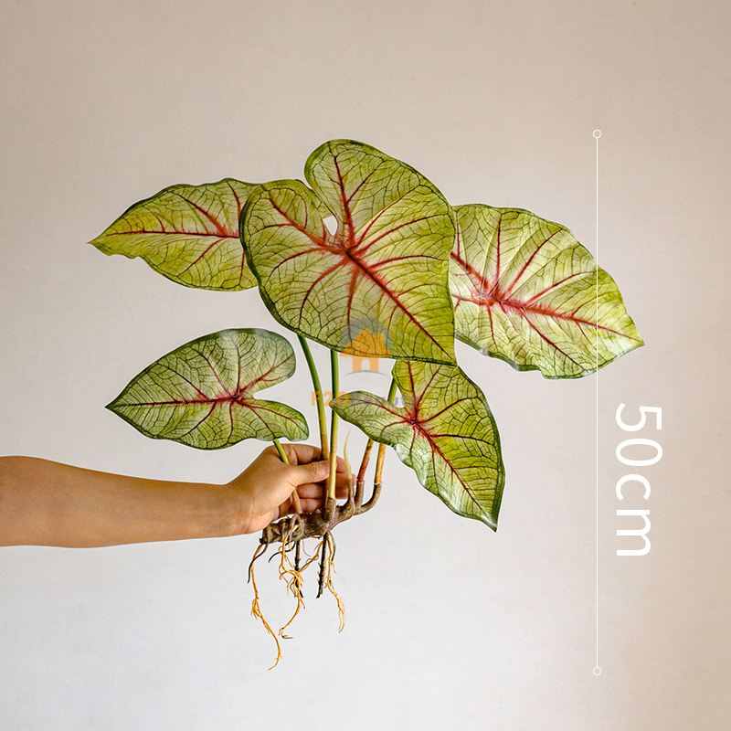 Cây môn Anger Wind giả - có giá 300k