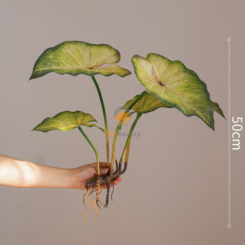 Cây tróc bạc giả - có giá 250k