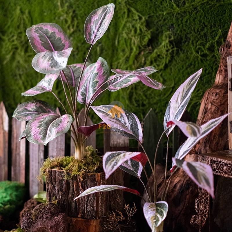 Cây đuôi công Jungle Velvet giả màu tím tỏa nắng giữa rừng rêu