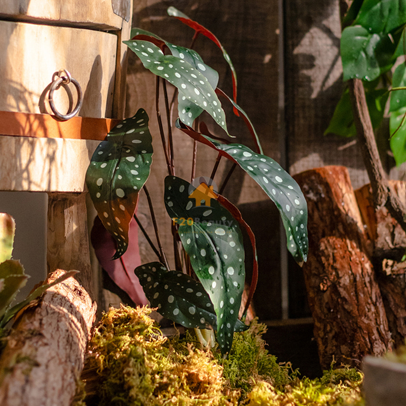 Cây Polka Dot Begonia giả trang trí với rêu