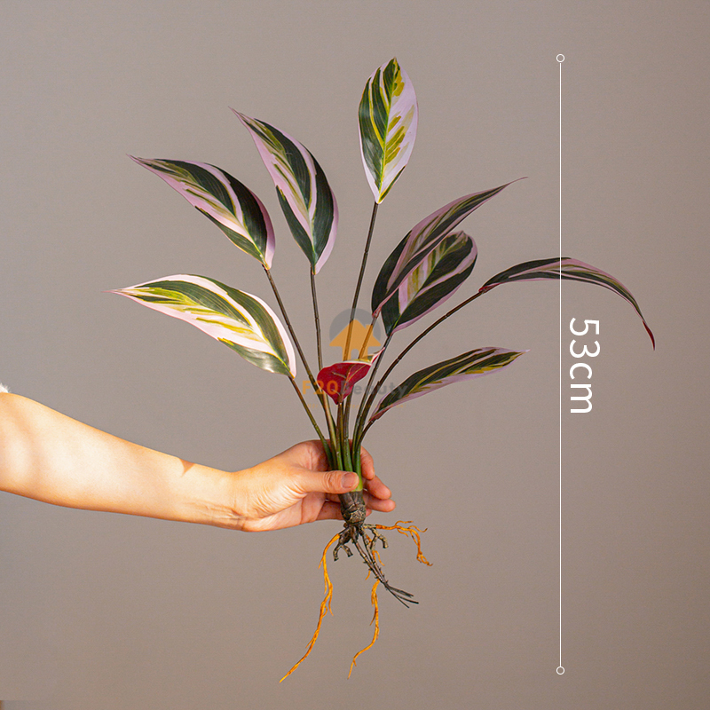 Cây đa búp đỏ giả tricolor stromanthe - 180k