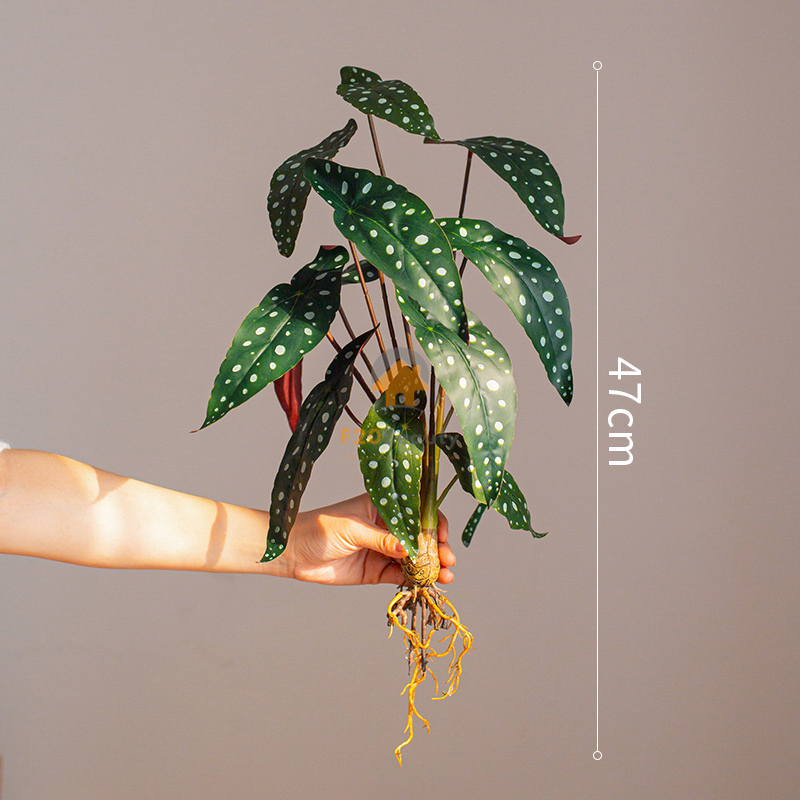 Cây Polka Dot Begonia giả - 300k