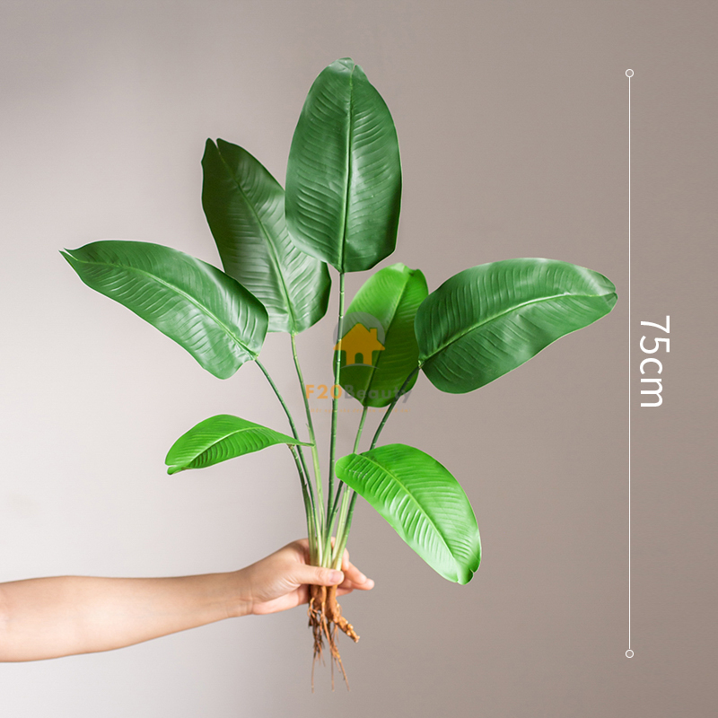 Cây chuối lá đồng giả - 120k