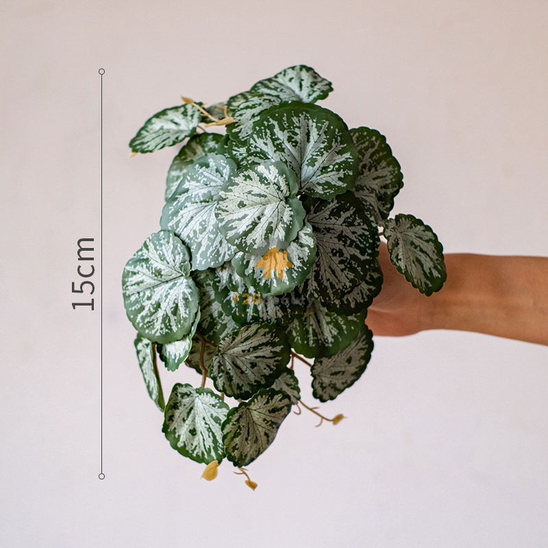 Cây thu hải đường giả -120k