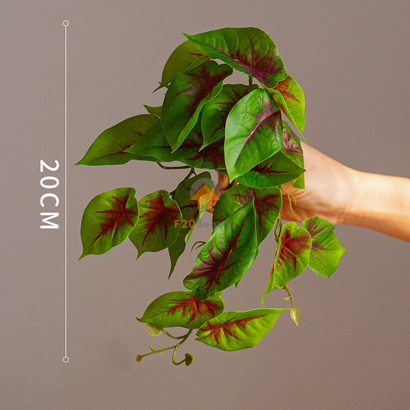 Cây lá trái tim chúa jeasus - 120k