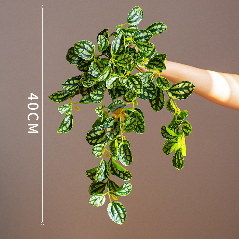 Cây tầm bóp piltea rủ giả - 250k