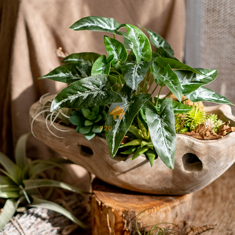 Cây thiên thần tuyết trắng trang trí bồn cây