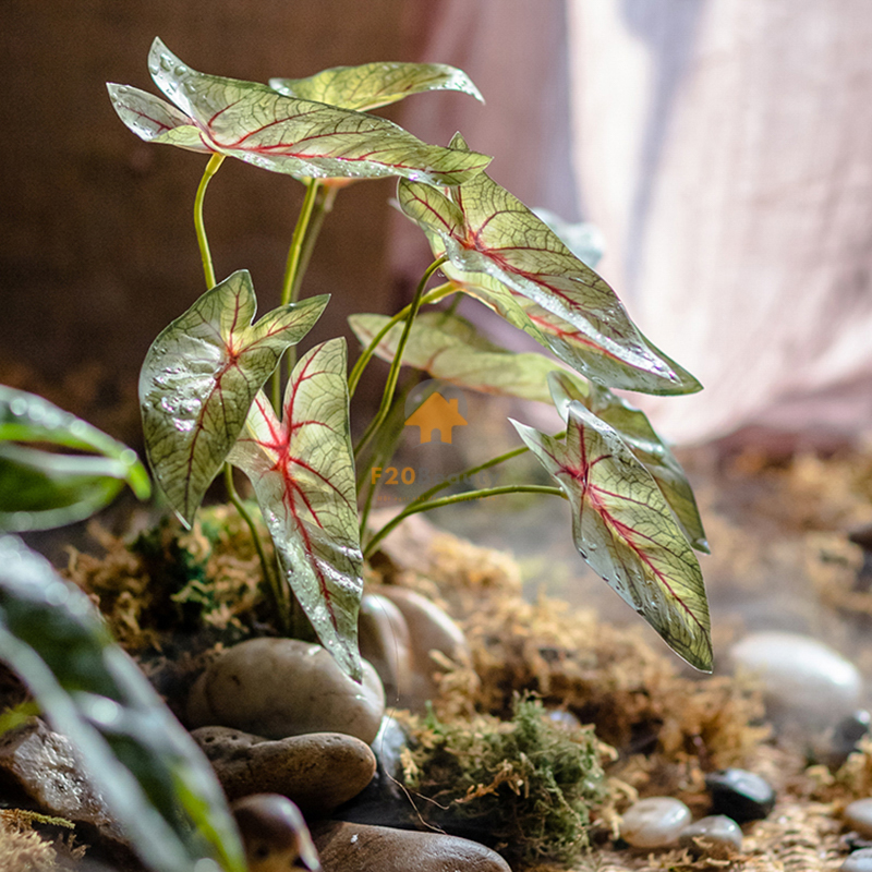 Cây thiên thần giả tỏa nắng giữa không gian nội thất