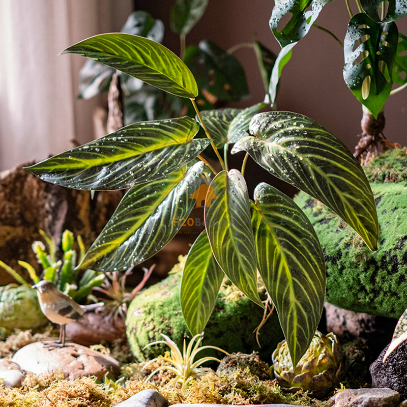 Cây nấm tuyết thiên thần khoe dáng giữa rừng rêu