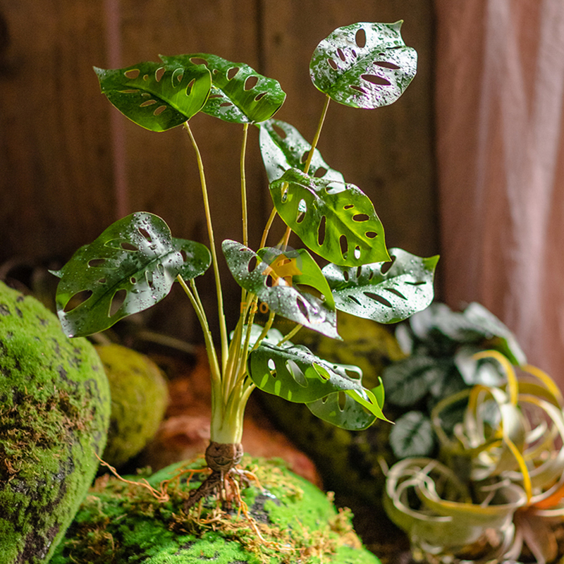 Cây Monstera Nam Mỹ giả trang trí thảm rêu và tiểu cảnh thu hút mọi ánh nhìn với chiếc lá tròn đẹp