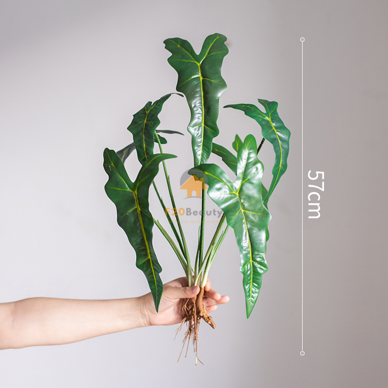 Cây trầu bà quan âm giả có giá 220k