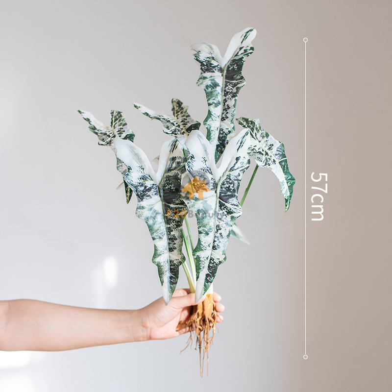 Cây trầu bà quan âm trắng giả có giá 150k