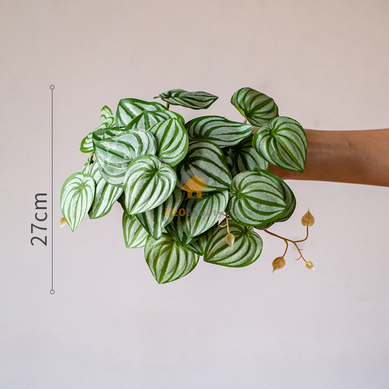 Cây lá dưa hấu giả - Có giá 120K