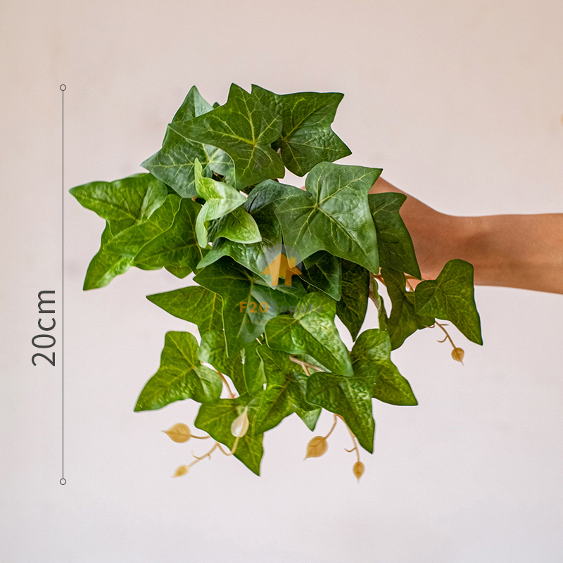 Cây thường xuân giả - Có giá 120K