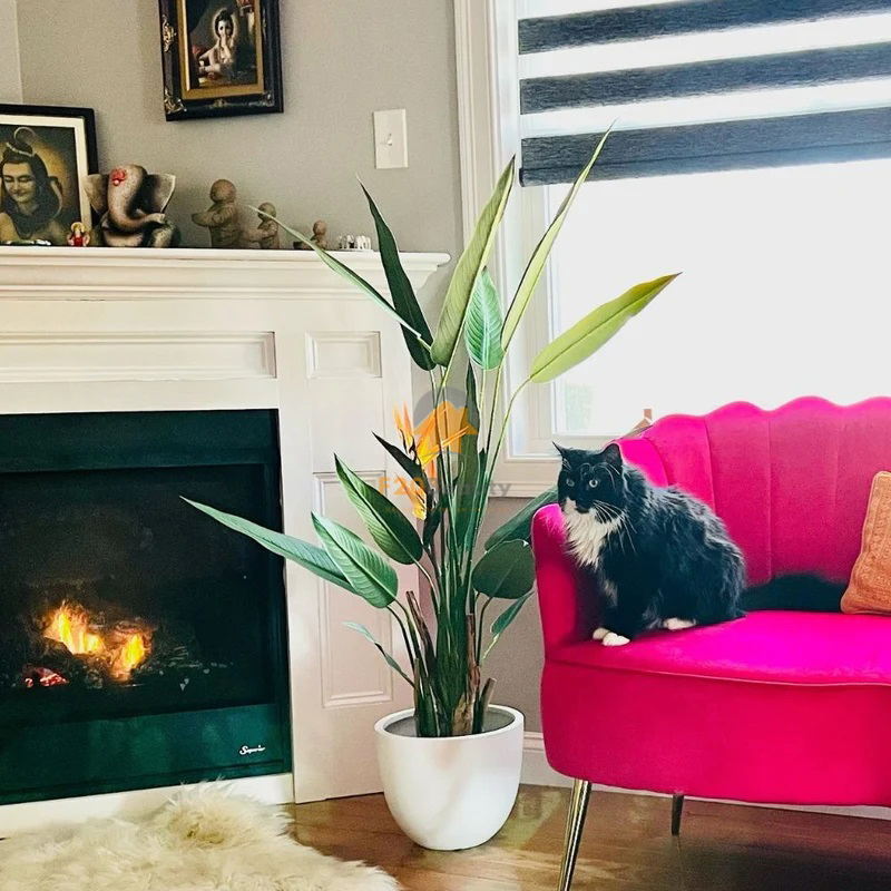 Cây chuối thiên điểu nhiệt đới Tropical trang trí phòng khách