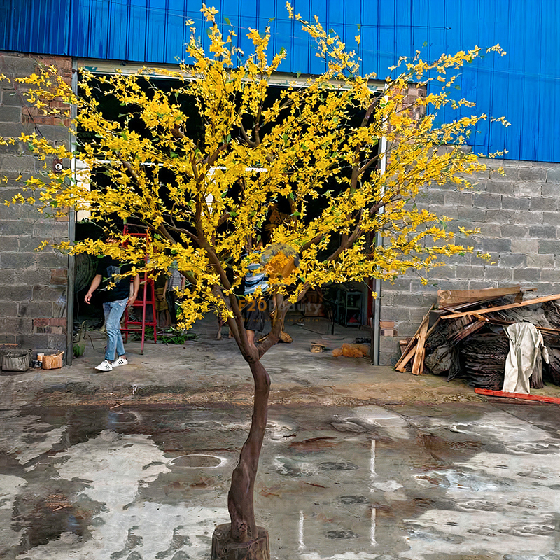 Cây mai vàng thân nhỏ có chiều cao 2m5