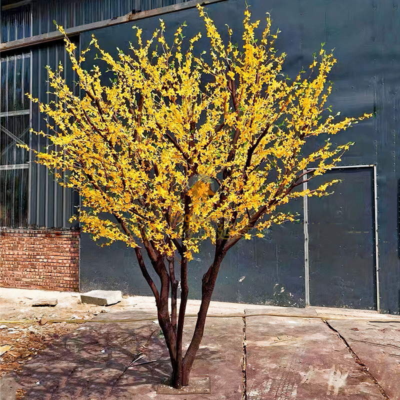 Hình ảnh cây mai vàng giả nhiều nhánh thân to dáng xòe bung nở