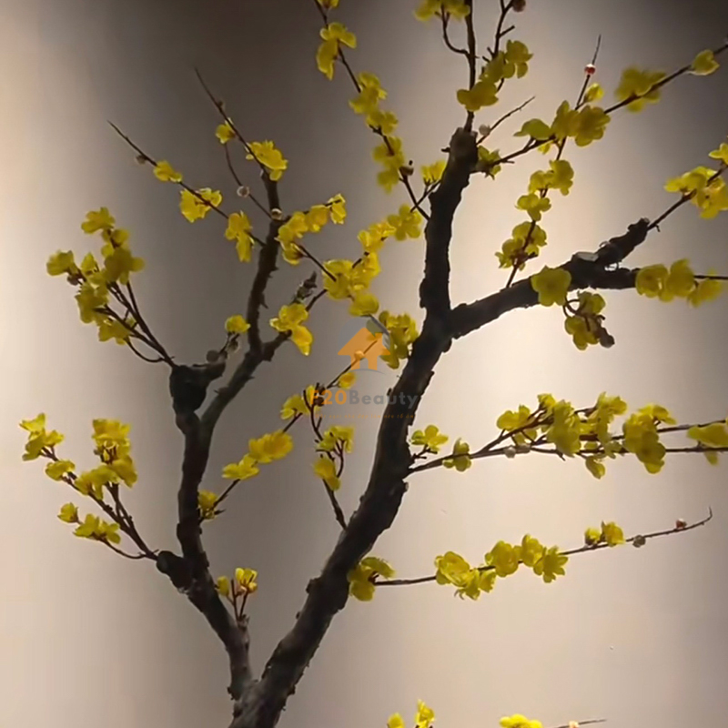 Sau khi gắn cành mai lên thân cây