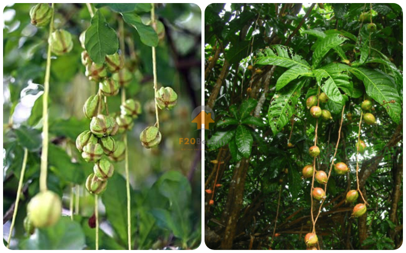 Quả lộc vừng Quả - được sử dụng như một phương thuốc