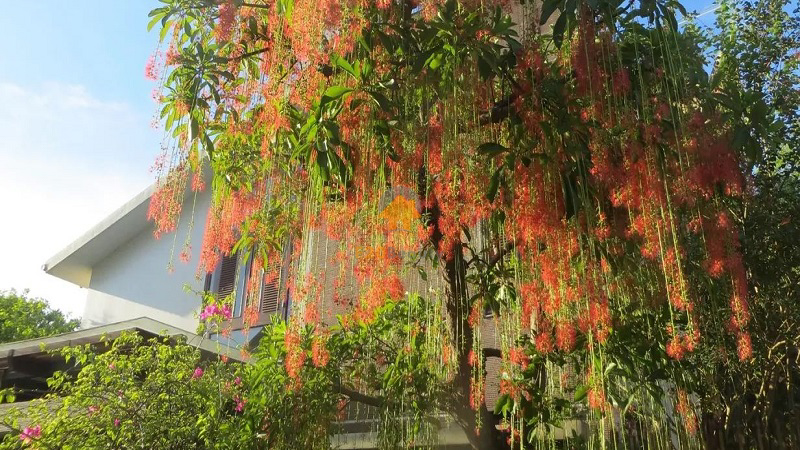 Lộc vừng - ý nghĩa may mắn, tài lộc, thịnh vượng