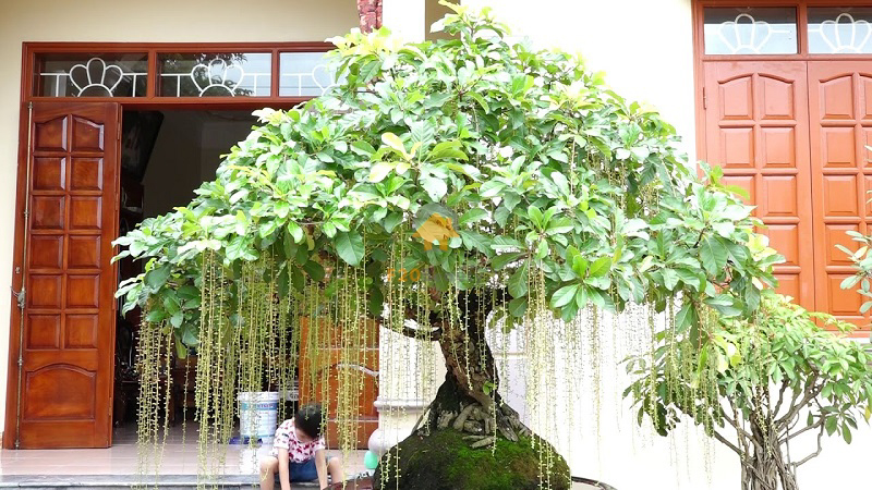 Lộc vừng hoa trắng - đem lại cảm giác bình yên