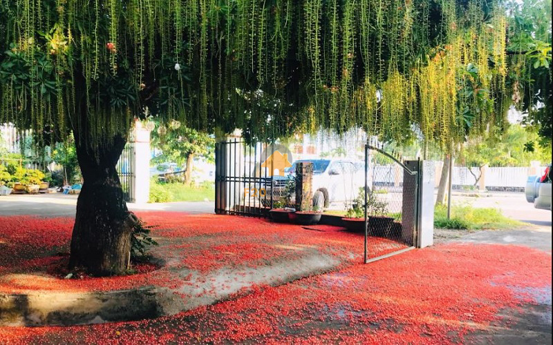 Cây rau vừng - tạo bóng mát