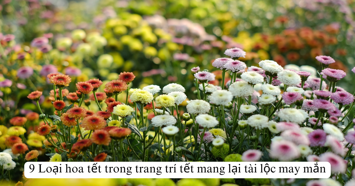9 Loại hoa tết trong trang trí tết mang lại tài lộc may mắn