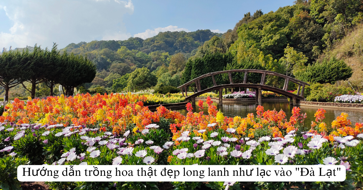 Hướng dẫn trồng hoa thật đẹp long lanh như lạc vào " Đà Lạt "