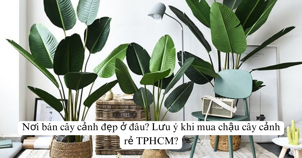 Nơi bán cây cảnh đẹp ở đâu? Lưu ý khi mua chậu cây cảnh rẻ TPHCM?