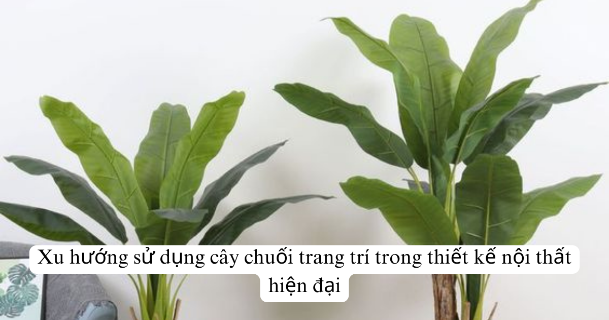 Xu hướng sử dụng cây chuối trang trí trong thiết kế nội thất hiện đại