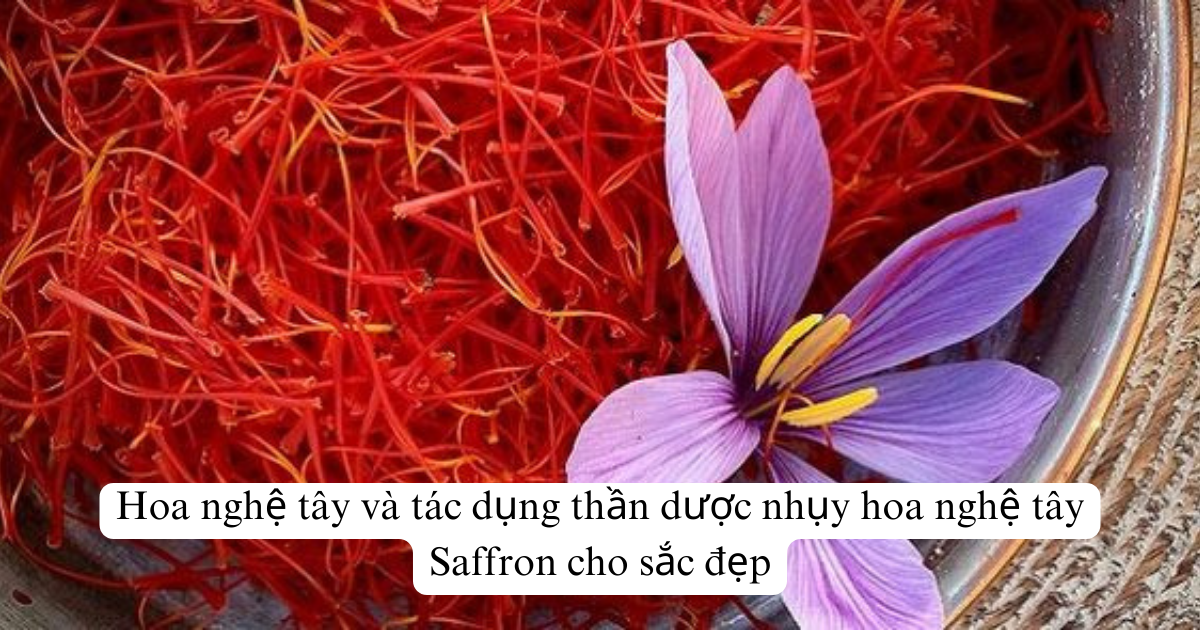 Hoa nghệ tây và tác dụng thần dược nhụy hoa nghệ tây Saffron cho sắc đẹp