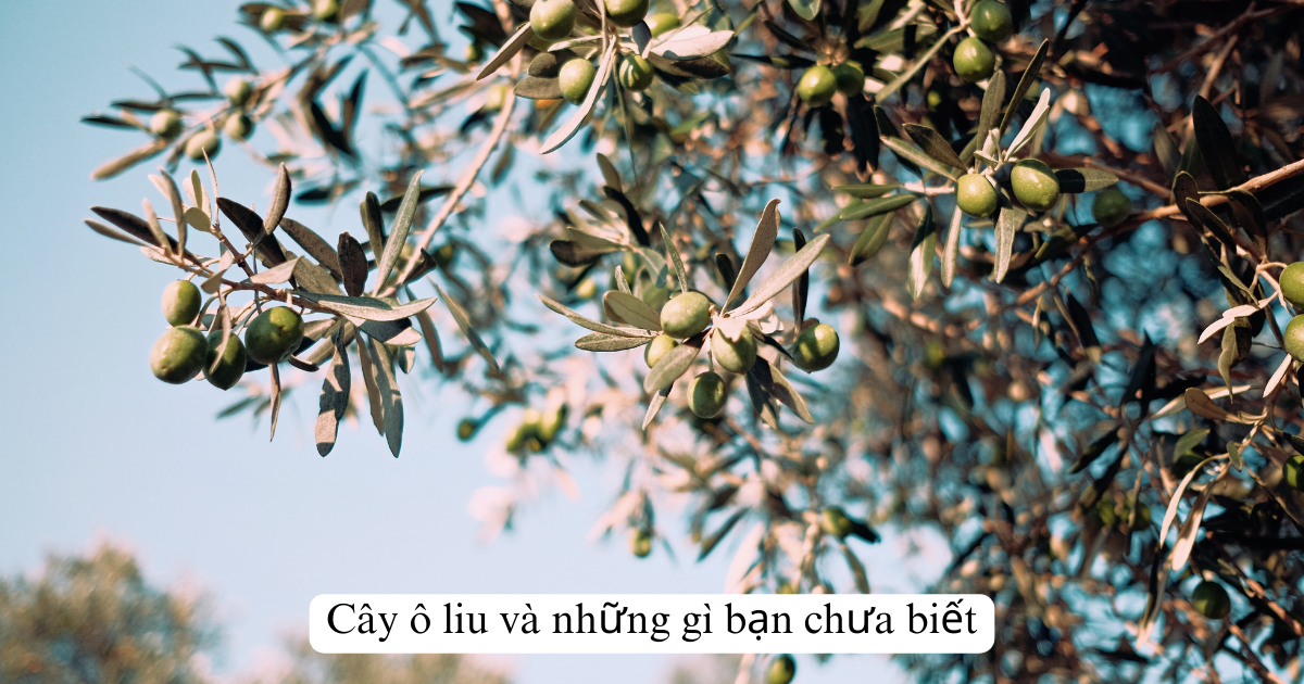 Cây ô liu và những gì bạn chưa biết