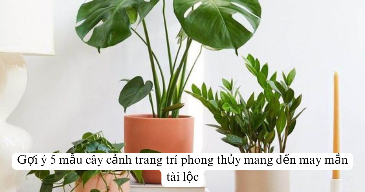 Gợi ý 5 mẫu cây cảnh trang trí phong thủy mang đến may mắn tài lộc