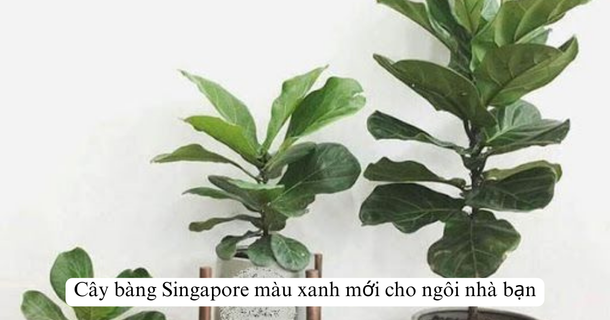 Cây bàng Singapore màu xanh mới cho ngôi nhà bạn