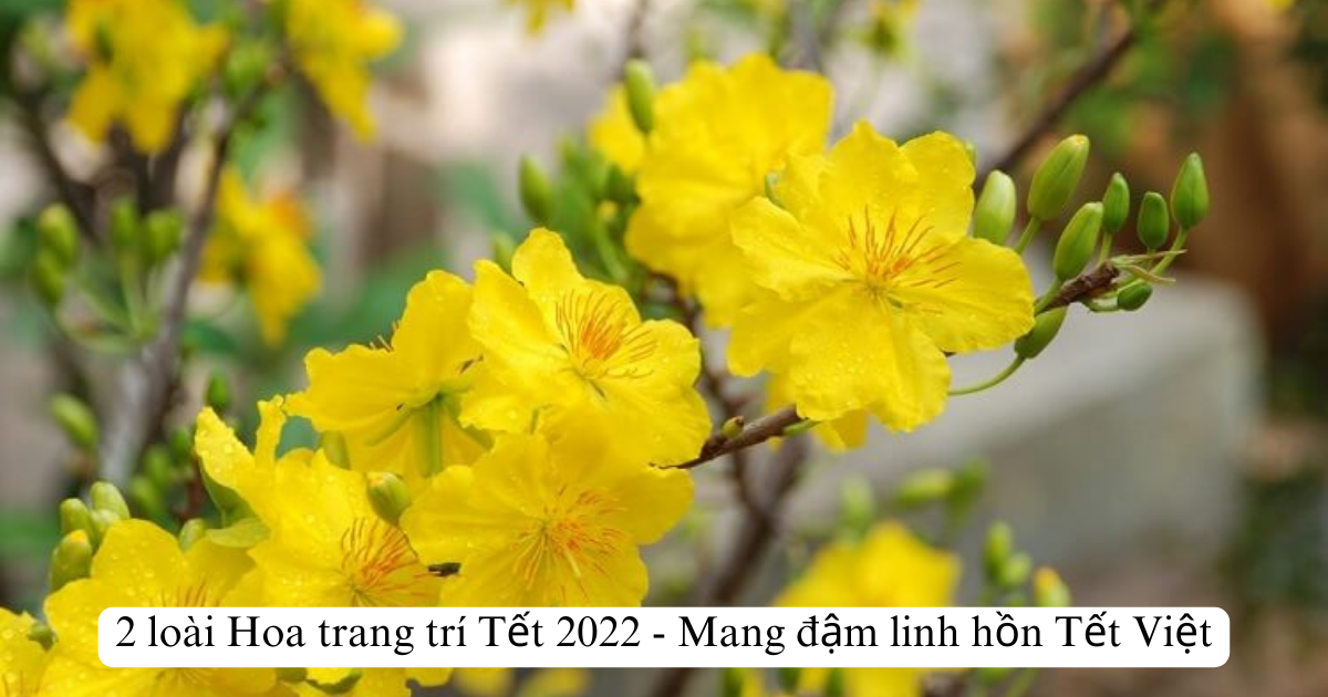 2 loài Hoa trang trí Tết 2025 - Mang đậm linh hồn Tết Việt