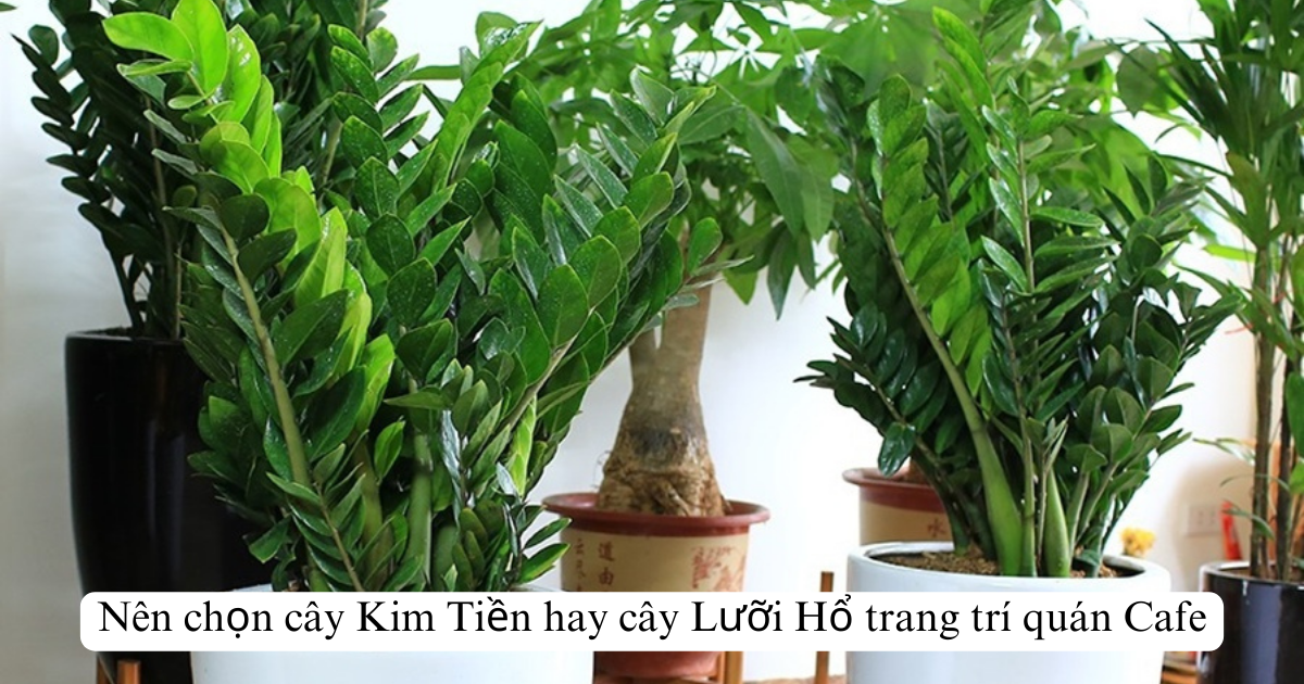 Nên chọn cây Kim Tiền hay cây Lưỡi Hổ trang trí quán Cafe