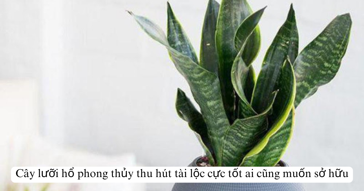 Cây lưỡi hổ phong thủy thu hút tài lộc cực tốt ai cũng muốn sở hữu