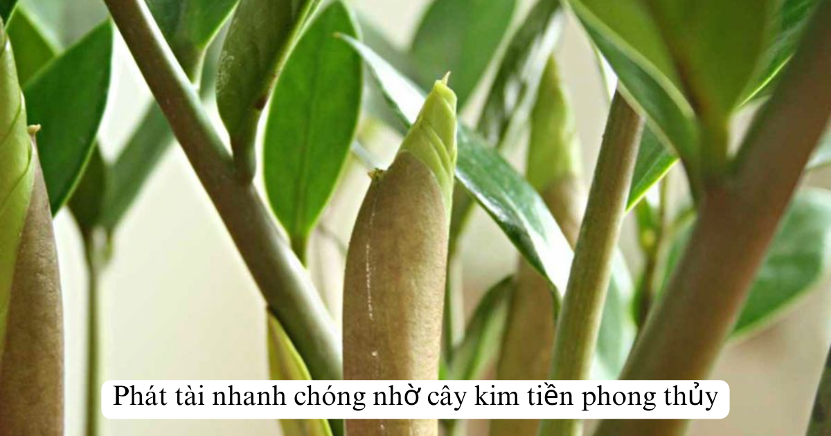 Phát tài nhanh chóng nhờ cây kim tiền phong thủy